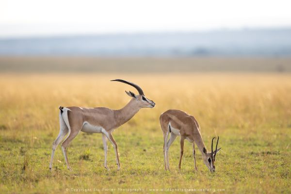 Grants Gazelle Copyright Stu Porter Big Cat Photo Safaris Kenya