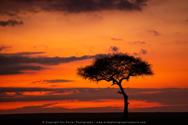 Sunrise WILD4 African Photographic tours Kenya