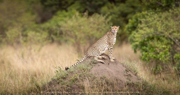 Cheetah on termite mound, Masai Mara Kenya, Copyright Stu Porter Photography