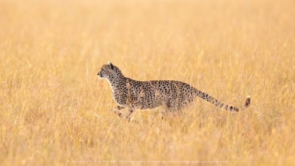 Cheetah Photo Safaris by WILD4 Photo Tours
