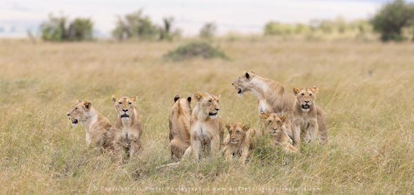 Lions WILD4 African Photographic tours Kenya
