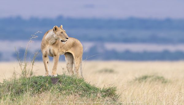 Lioness mound WILD4 African Photographic tours Kenya