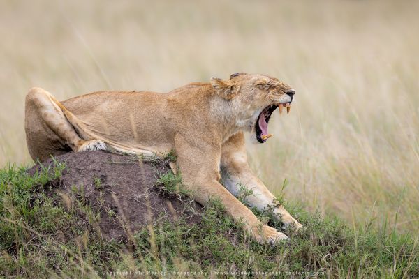 Lion yawn Copyright Stu Porter Photography