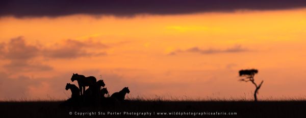 Lions sunset Photo Safaris by WILD4 Photo Tours