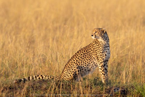 Cheetah Copyright Stu Porter Photography
