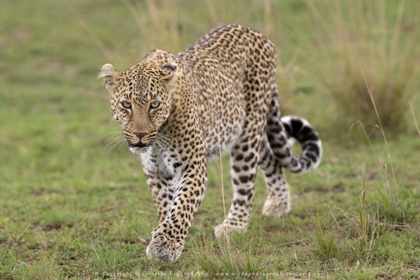 Leopard Photo Safaris by WILD4 Photo Tours