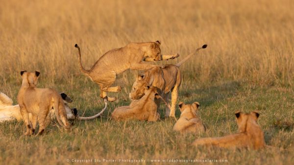 Lions playing WILD4 African Photographic tours Kenya