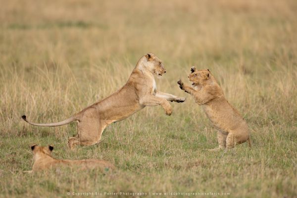 Lions playing Topi pride WILD4 African Photographic tours Kenya