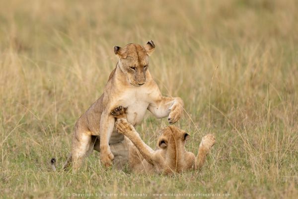 Lions playing Photo Safaris by WILD4 Photo Tours