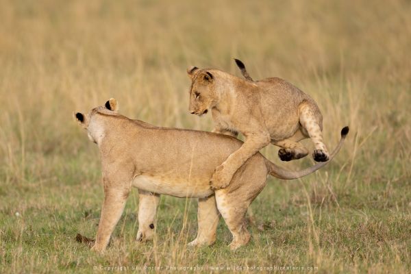 Lions playing Copyright Stu Porter Big Cat Photo Safaris Kenya