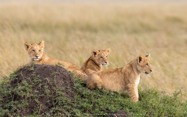 Lion cubs Copyright Stu Porter Big Cat Photo Safaris Kenya