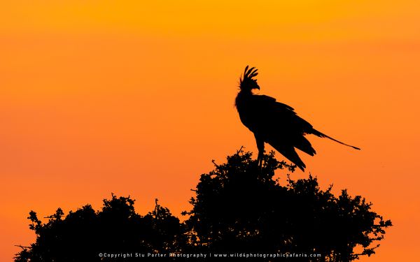 Secretary Bird at Sunrise, Maasai Mara African Photographic Safari