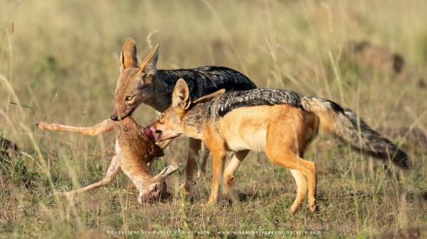 Black Backed Jackals with kill, Maasai Mara African Photographic Safari