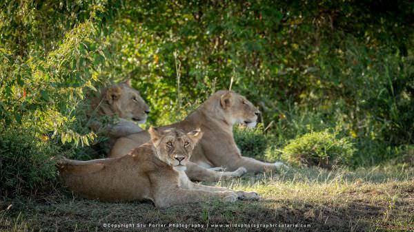 Lions near the Mara River, Maasai Mara Kenya