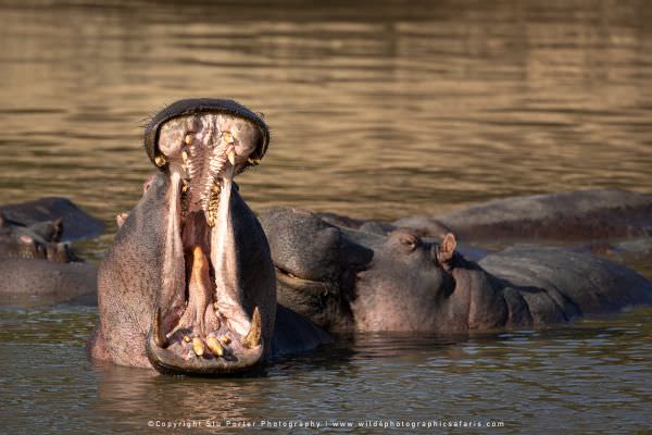 Hippo yawning at the Mara River, Maasai Mara Kenya