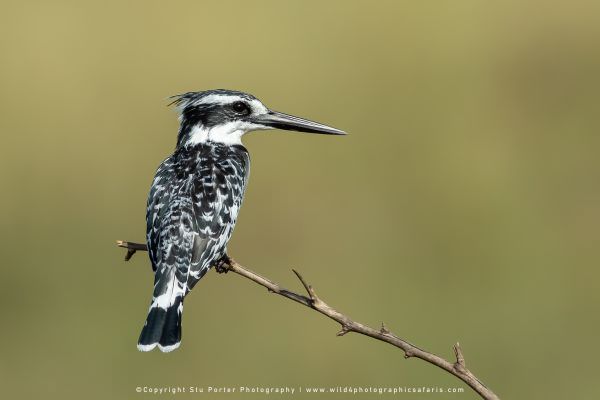 Pied Kingfisher, Maasai Mara African Photographic Safari