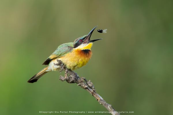 Bee Eater tossing an insect, Maasai Mara Kenya