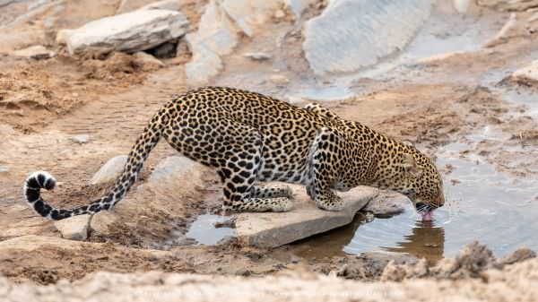 Female Leopard drinking, Kenya, Wild4 African Photographic Safari