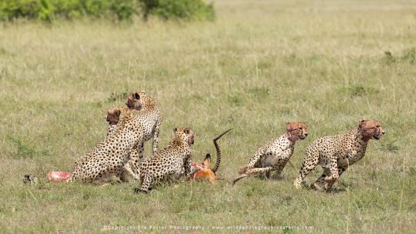 The Cheetah reacting to the in coming Lioness, Maasai Mara Photo Safari, Kenya