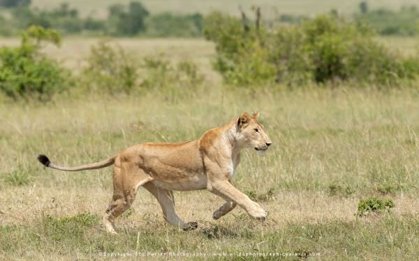 An opportunistic Lioness charges towards the 5 male Cheetah and their Impala kill, Maasai Mara Afric