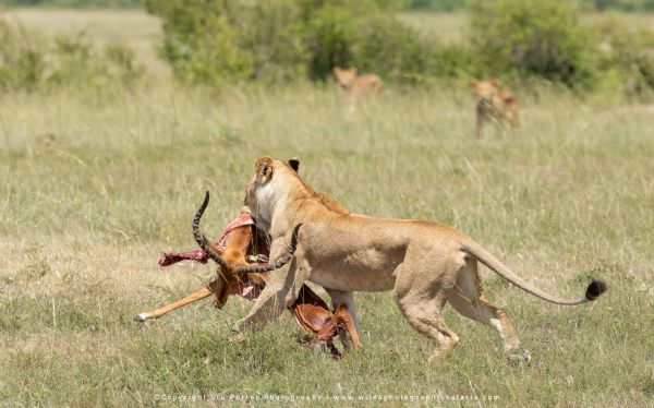 The Lioness steals the Impala kill and runs off with it as other members of her pride follow, Maasai