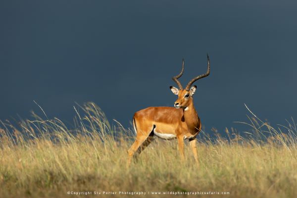 Male Impala with stormy skies in the background, Maasai Mara Photo Tour, Kenya