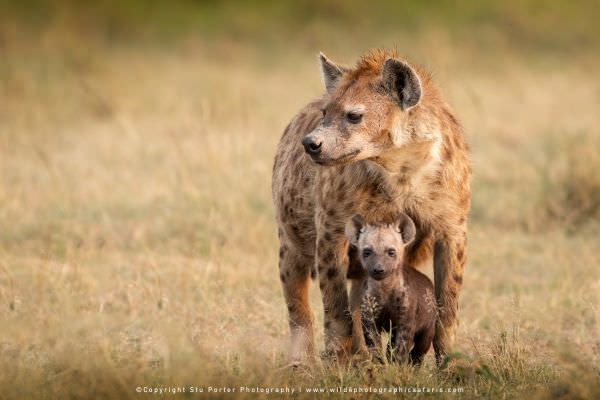 Spotted Hyaena at densite, Maasai Mara Photo Tour, Kenya