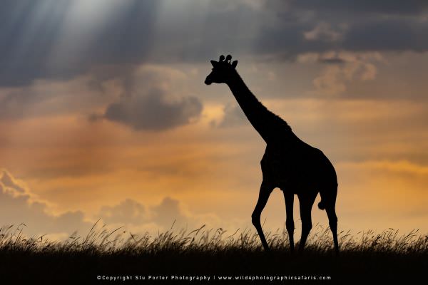 Giraffe at Sunset, Maasai Mara Photo Tour, Kenya