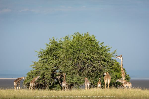 A Tower of Giraffe feeding on a large Gardenia Tree, Maasai Mara African Photographic Safari