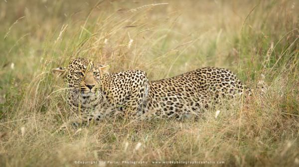 Leopard stalking Impala, Maasai Mara African Photographic Safari