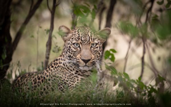 Female Leopard hiding close to the Impala, Maasai Mara African Photographic Safari