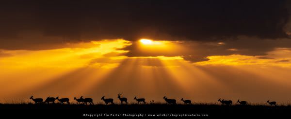 Impala herd at Sunset, Maasai Mara African Photographic Safari, Wildlife Panorama