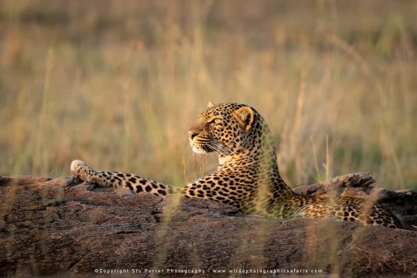 Young female Leopard in the early morning hiding out in some rocks, Maasai Mara Photo Tour, Kenya