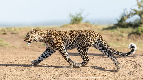 Young female Leopard near Double Cross area, Maasai Mara Photo Tour, Kenya