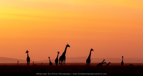 Giraffe at Sunrise near the Ol Kiombo Airstrip, Maasai Mara Photo Tour, Kenya, Wildlife Panorama