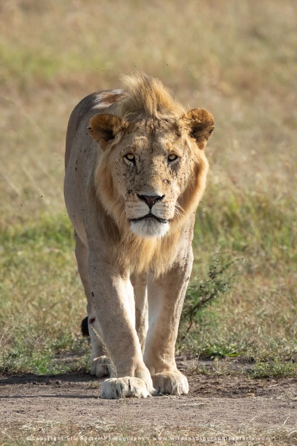 Male Lion near Topi Plains, Maasai Mara Photo Safari, Kenya