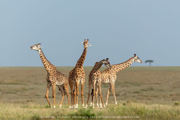 Maasai Giraffe, Maasai Mara Kenya - WildlifePanorama