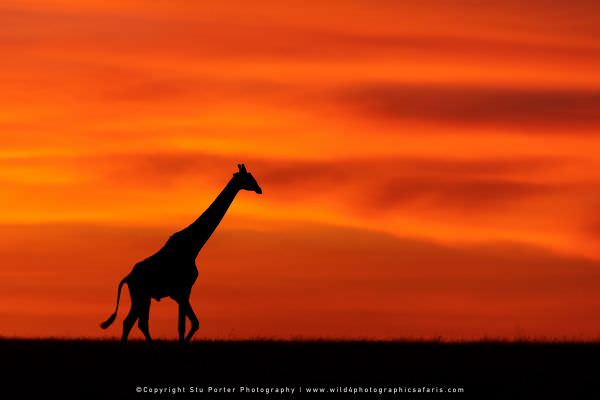 Giraffe at Sunrise, Maasai Mara Photo Safari, Kenya