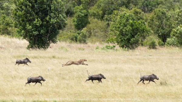 The female Cheetah that ran through the middle of a group of Warthogs to catch a baby Impala, Maasai