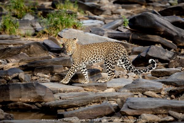 Leopard crossing a rocky river, Maasai Mara Kenya