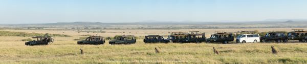 Male Cheetah and vehicles, Maasai Mara Photo Safari, Kenya, Wildlife Panorama