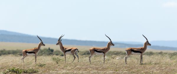 Three out of four Thompsons Gazelle watching the approaching Cheetah, Maasai Mara Photo Safari, Keny