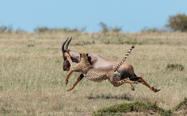 Cheetah attacking Topi antelope Masai Mara photo safaris with WILD4