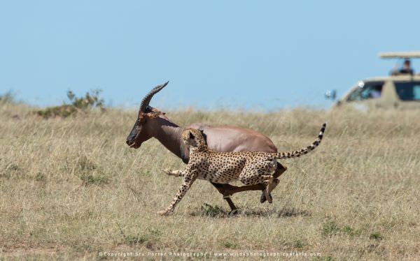 Another attempt at the "bump" technique, Maasai Mara Photo Safari, Kenya