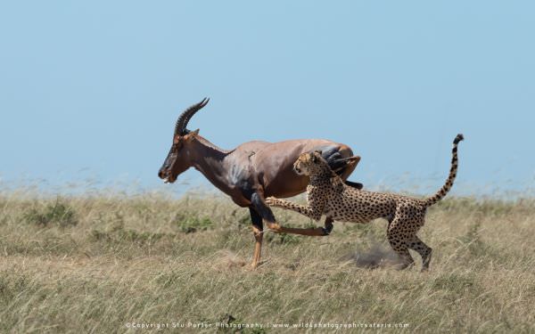 Still on his own with no backup - the male Cheetah tries to wrestle with the Topi, Maasai Mara Afric