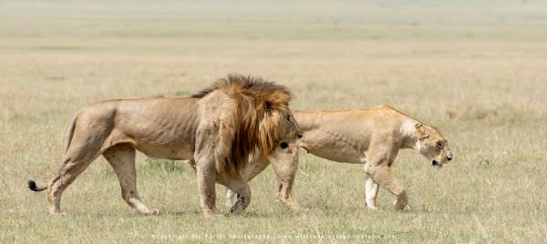 Mating pair of Lions, Maasai Mara Kenya