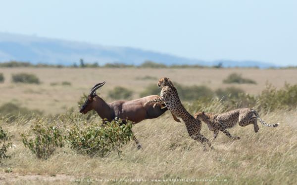 Backup has arrived ! but not enough, Maasai Mara Photo Safari, Kenya