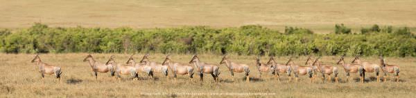 Herd of Topi watching the 5 male Cheetahs, Kenya, Wild4 African Photographic Safari, Wildlife Panora