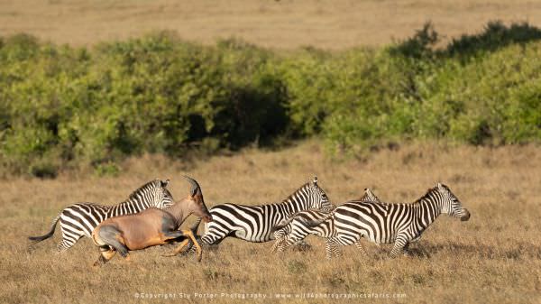 Zebra and Topi running from the same Cheetahs, Maasai Mara Photo Tour, Kenya