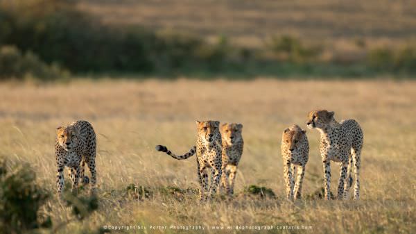 The 5 "boys" in the late afternoon, still empty handed, Kenya, Wild4 African Photographic Safari